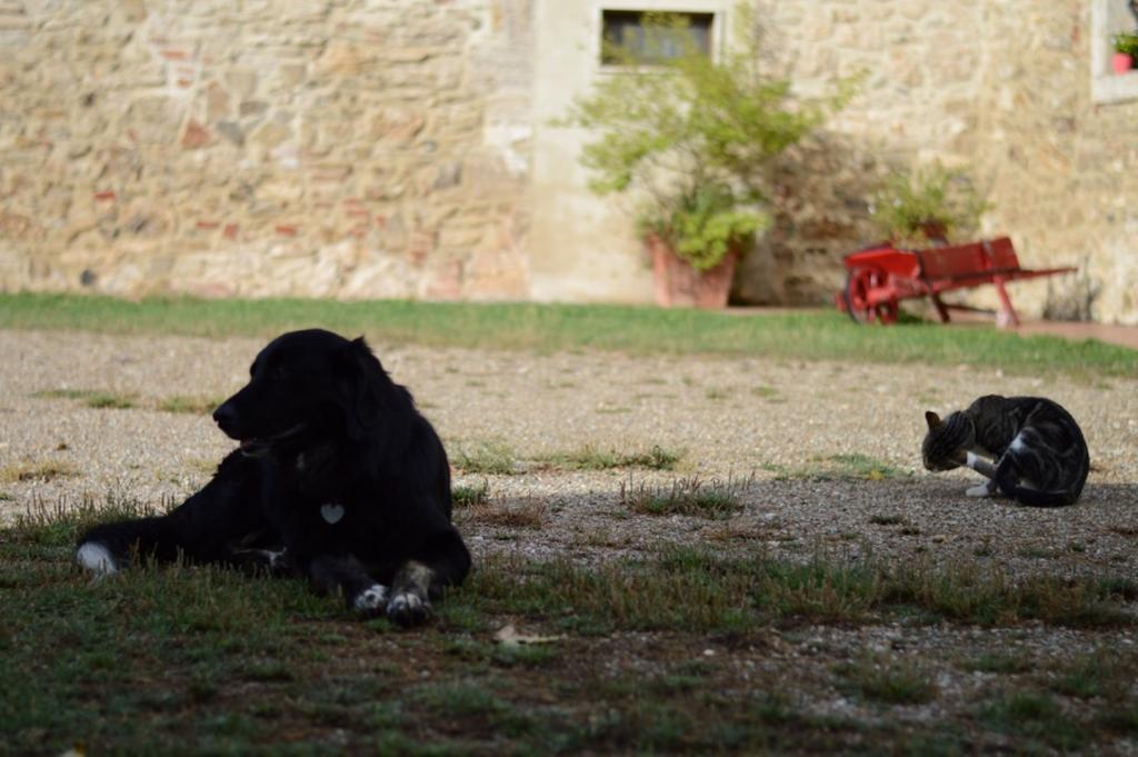 Agriturismo Podere La Selva Villa Serre Di Rapolano Exteriör bild